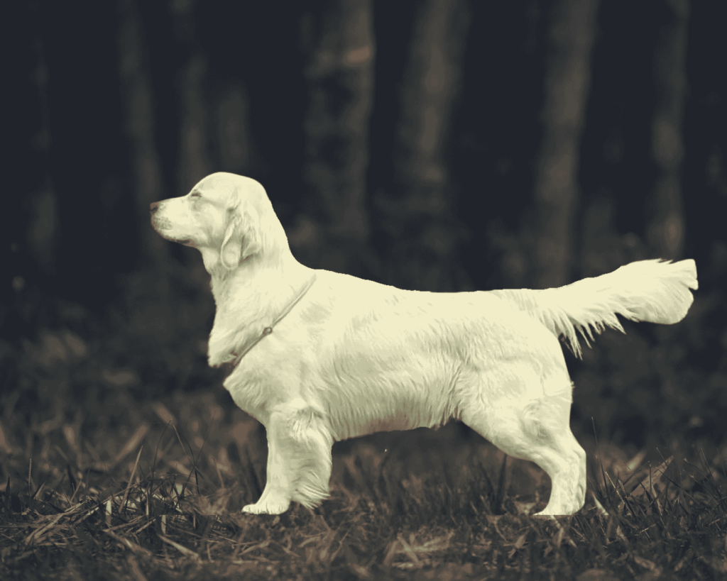 Golden retriever hann